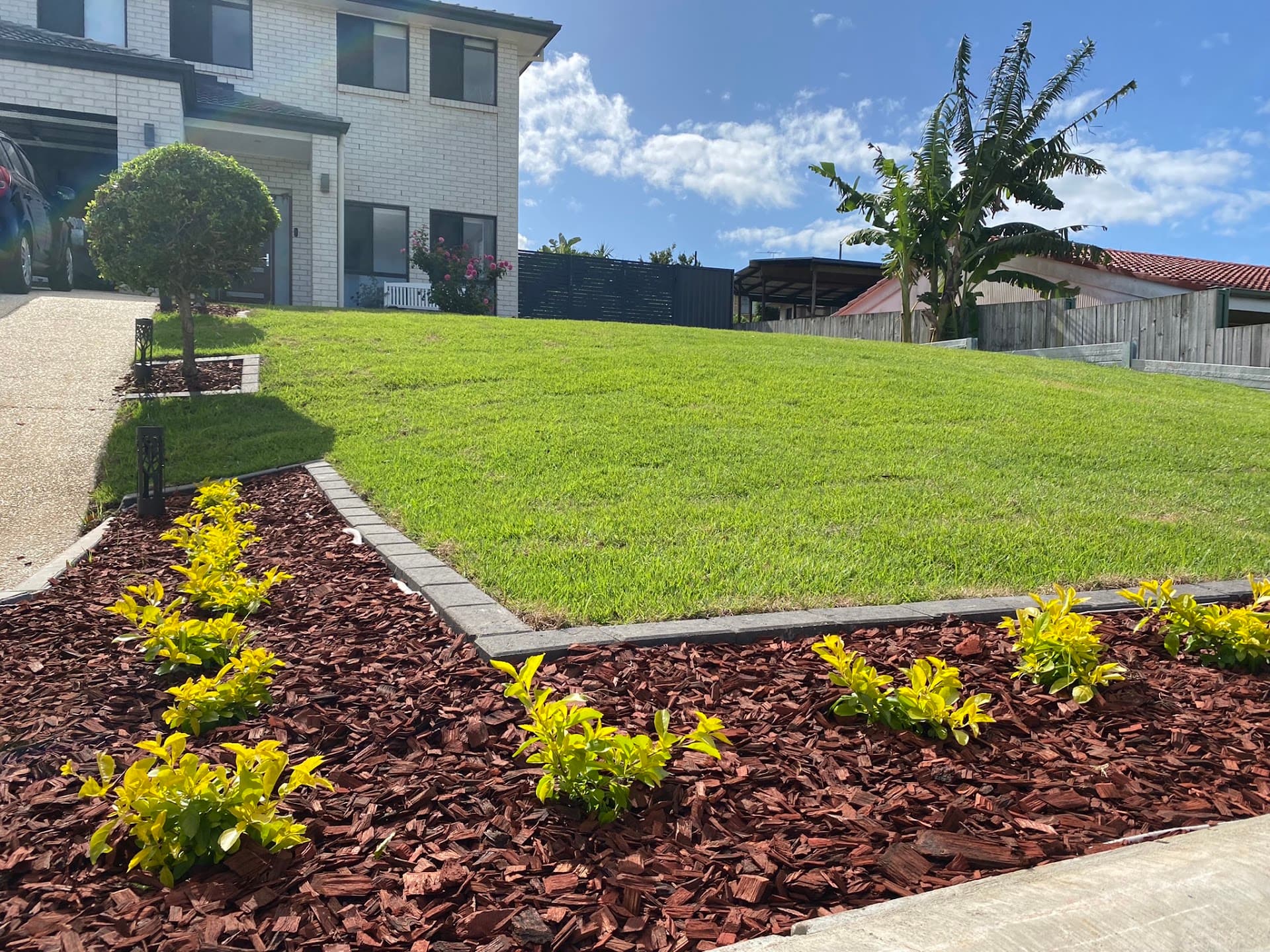 Front yard landscaping in Brisbane north with a curved garden bed, red mulch, yellow shrubs and fresh green turf